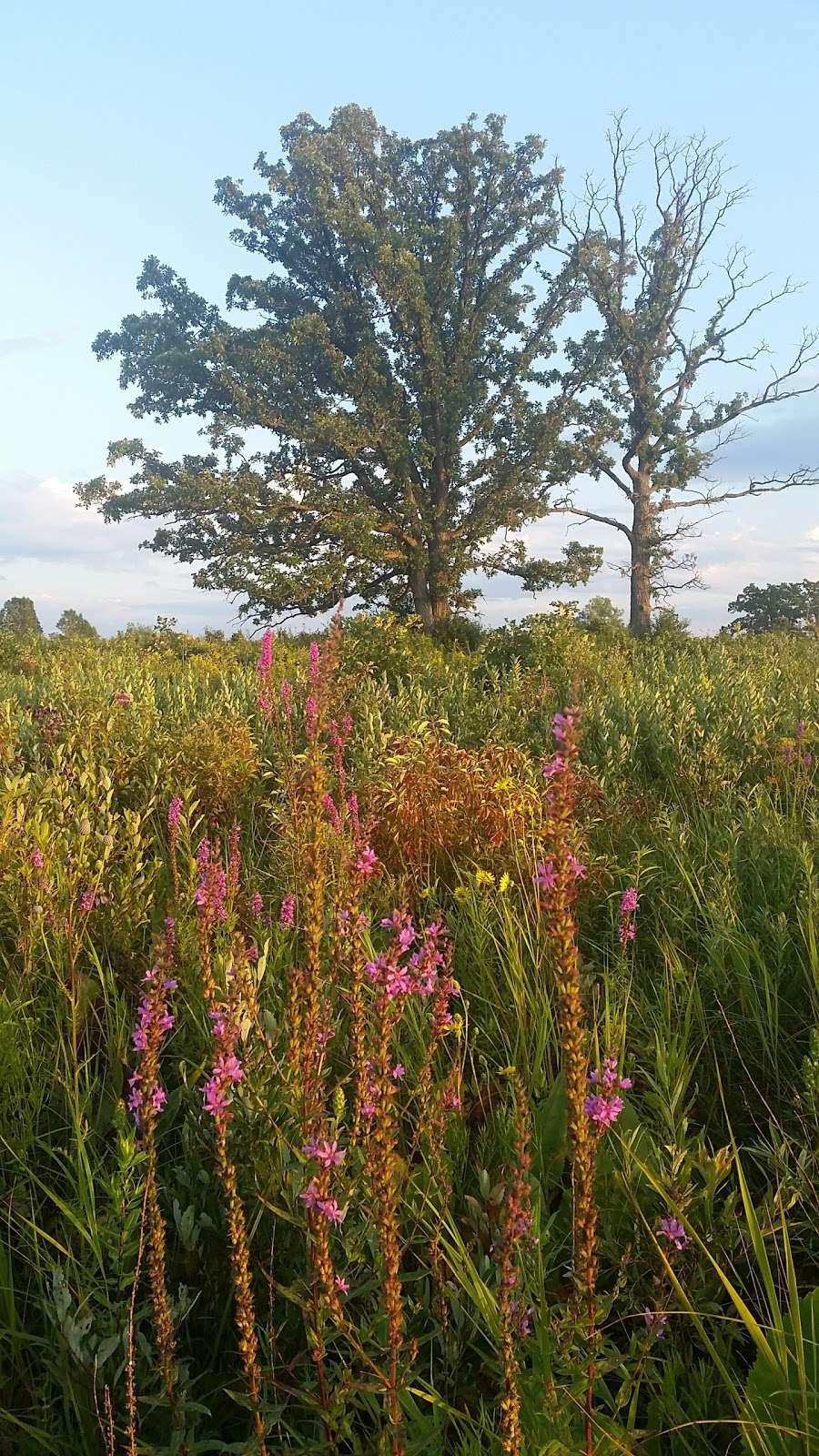 Scuppernong Prairie State Natural Area | County Rd N, Eagle, WI 53119 | Phone: (608) 266-0394