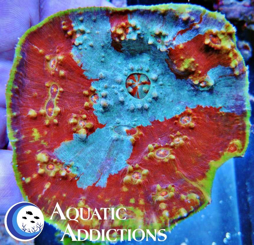 Aquatic Addictions | 10794 57th Pl S, Lake Worth, FL 33449 | Phone: (561) 374-1682