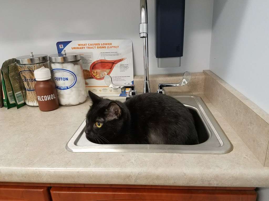 Arlington Heights Veterinary Hospital - South | 4019 S Old State Rd 37, Bloomington, IN 47401, USA | Phone: (812) 822-3774