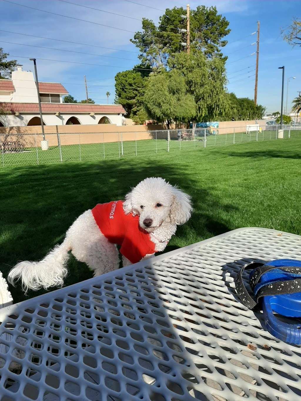 Citizens Dog Park of Youngtown | 12030 N 113th Ave, Youngtown, AZ 85363, USA