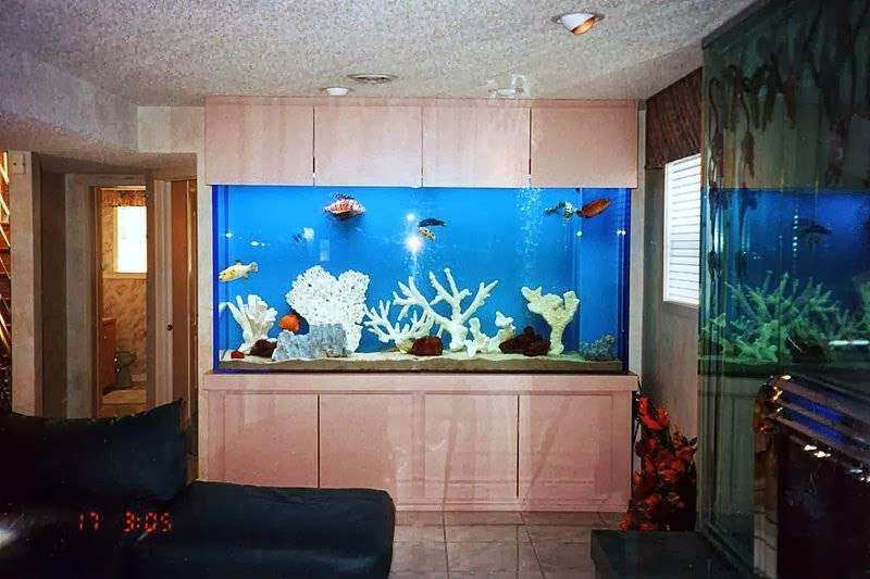 Tropical Reef Aquarium Maintenance | 209 Glenn Ave, Egg Harbor Township, NJ 08234, USA | Phone: (609) 457-6228