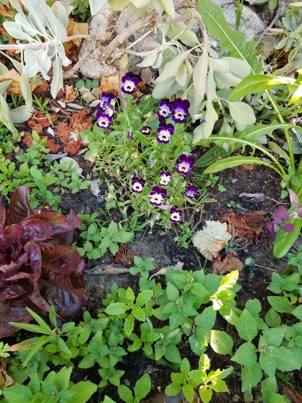 Sharyngetti Community Garden | Berkeley, CA 94720