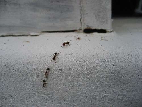 Evict Pest Solutions, LLC | 302 S Main St, Federalsburg, MD 21632, USA | Phone: (410) 754-8138