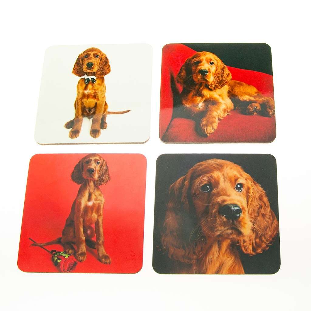 Edward the Setter | Chart Cottage, Turners Hill Rd, Crawley Down, Crawley RH10 4HG, UK | Phone: 01342 716393