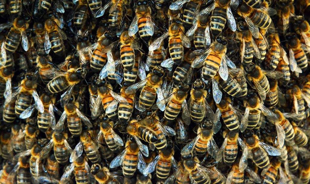 Bee Happy Bee Removal | 1011 Ginger, Holly Glade Ln, Pinehurst, TX 77362, USA | Phone: (281) 785-6061