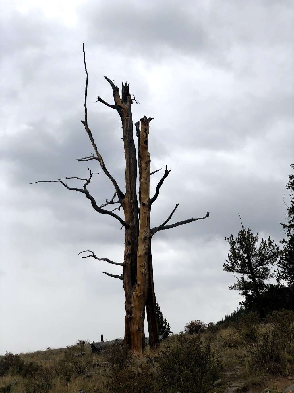 Long Gulch Trailhead | Forest Rd 817, Jefferson, CO 80456, USA