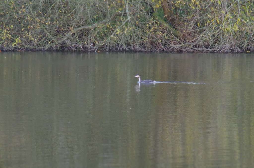 Bay Pond, Surrey Wildlife Trust | Little Place Farm, Godstone RH9 8LT, UK | Phone: 01372 379509