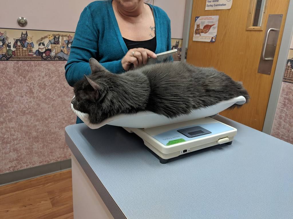 Summer Street Cat Clinic PC - veterinary care  | Photo 7 of 9 | Address: 2323 N Forest Rd, Getzville, NY 14068, USA | Phone: (716) 689-2287