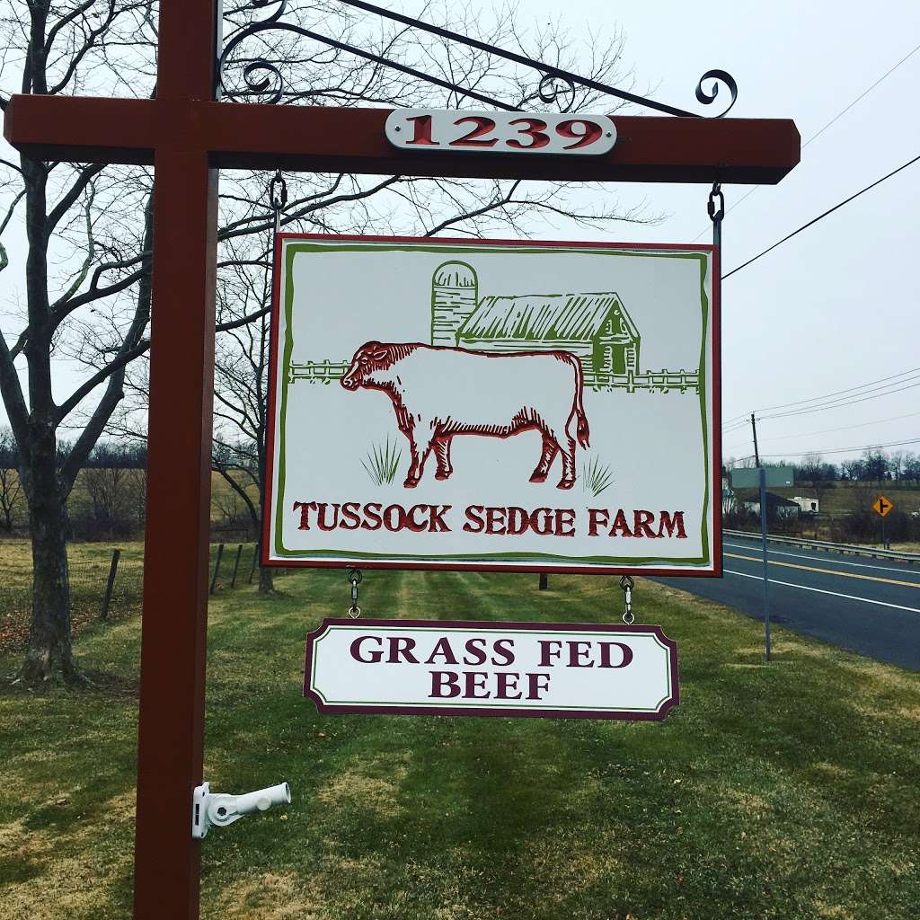 Tussock Sedge Farm 100% Grass-fed Red Angus Beef | 1239 PA-113, Blooming Glen, PA 18911, USA | Phone: (267) 450-4024