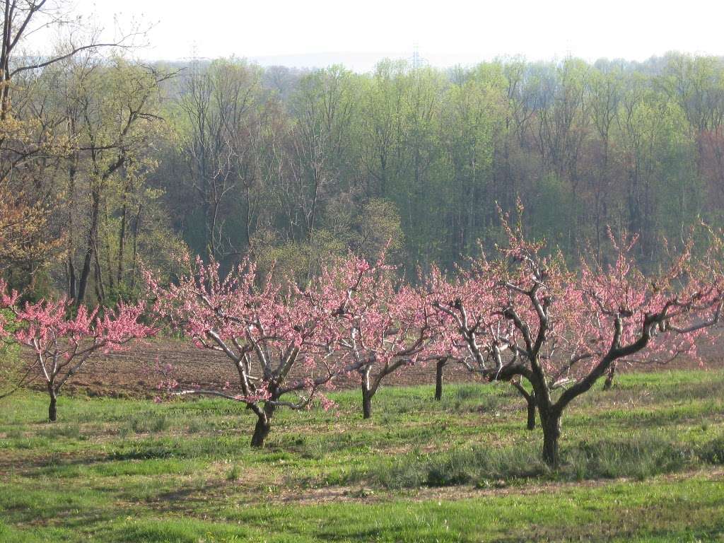 Seyfert Orchards Inc | 1050 Mt Zion Rd, Lebanon, PA 17046, USA | Phone: (717) 272-2966