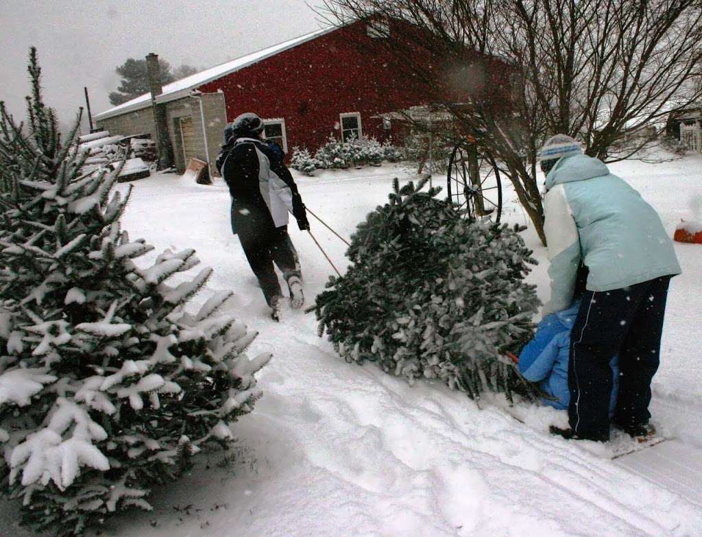 Hunts Christmas Tree Farm | 465 Stehman Church Rd, Millersville, PA 17551, USA | Phone: (717) 330-8102