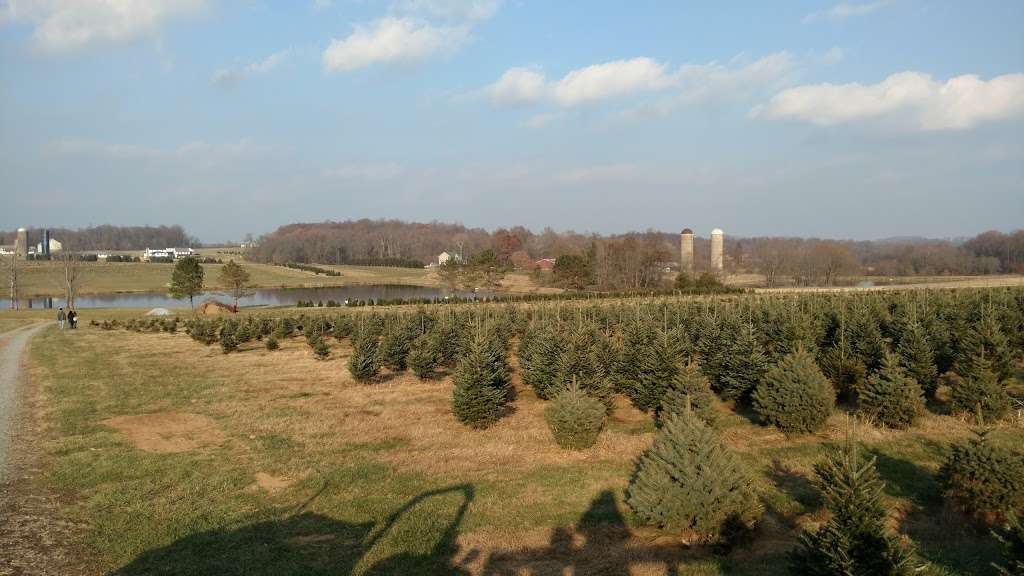 Cherry Grove Christmas Tree Farm | 689 Little New York Rd, Rising Sun, MD 21911, USA | Phone: (410) 658-3434
