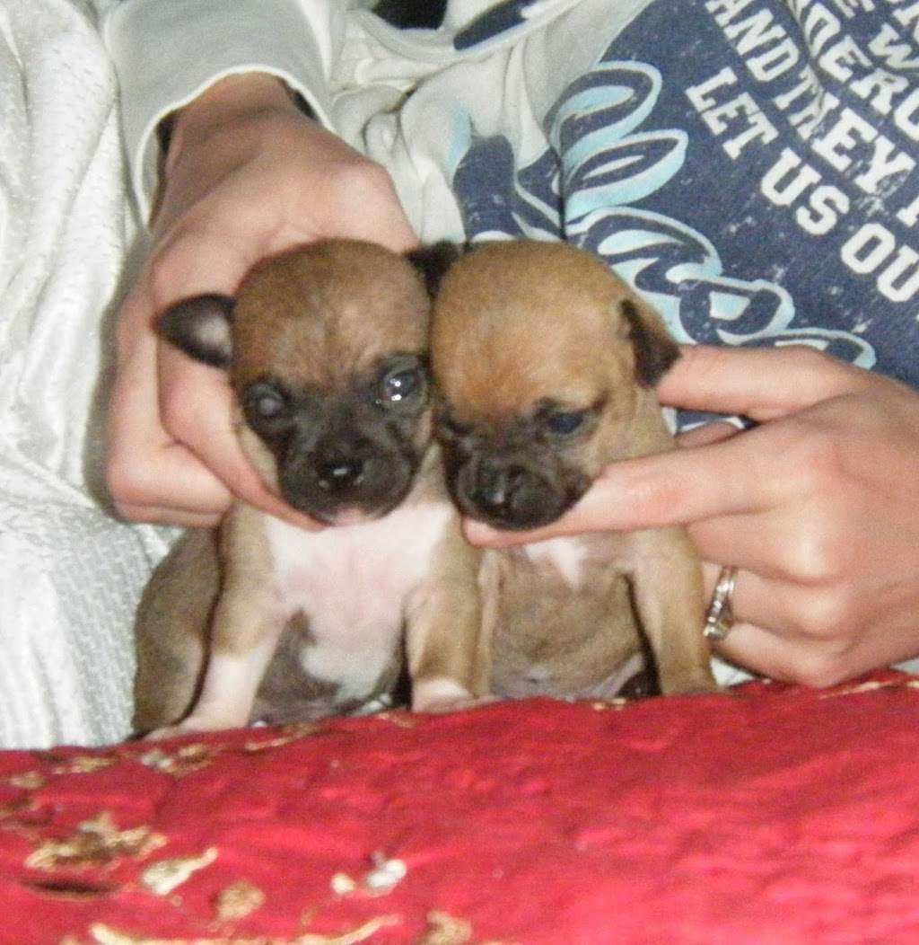 Tiny Bundles of Joy | 2722 Hearne Dr, Pasadena, TX 77502, USA