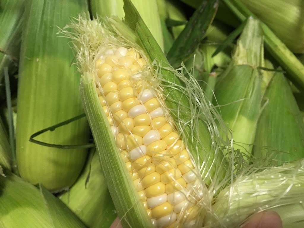 Seashore Fruit & Produce Co. | 1344 NW Blvd, Vineland, NJ 08360, USA | Phone: (609) 345-3229