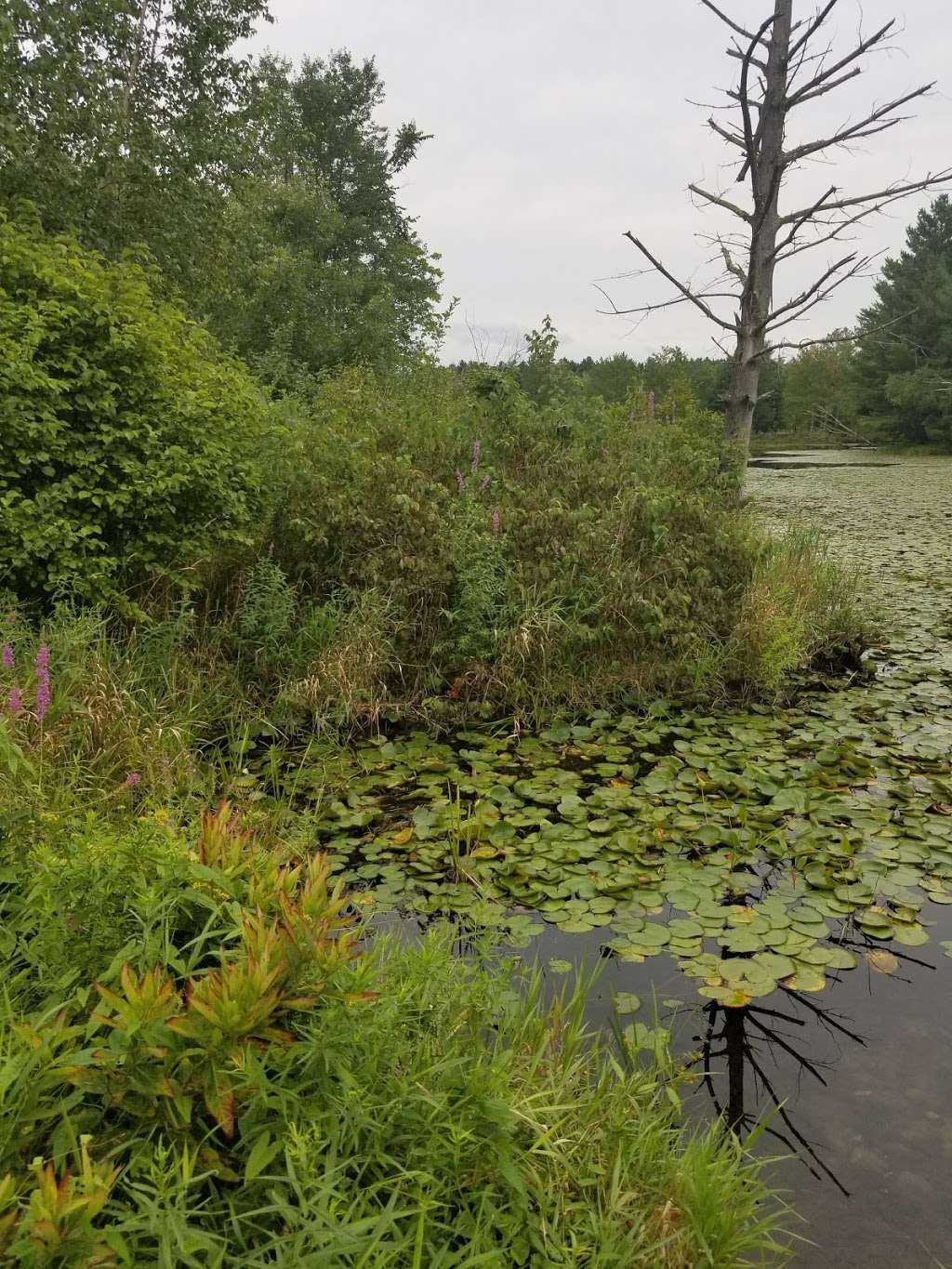 Bass Pond (Brox Property) | Dunstable, MA 01827, USA