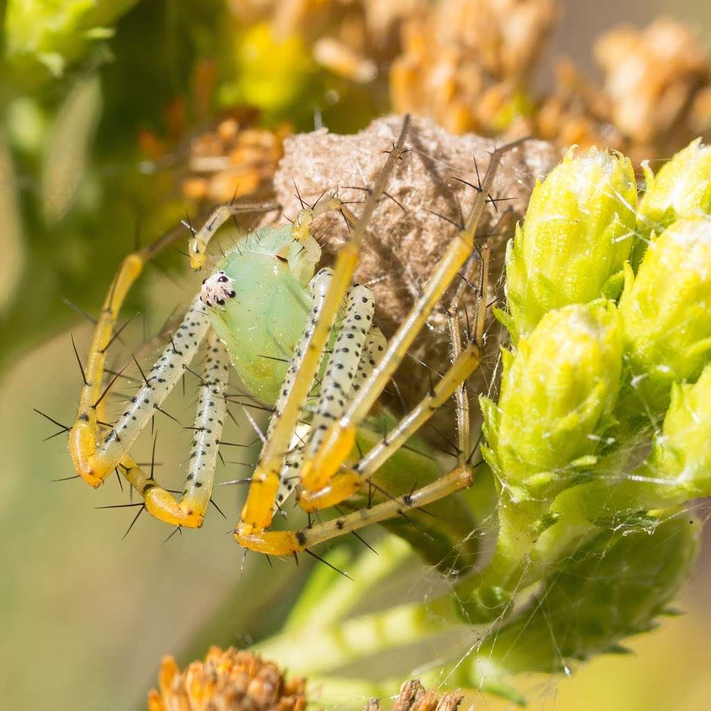 Laguna Coast Wilderness Park Nix Nature Center | 18751 Laguna Canyon Rd, Laguna Beach, CA 92651 | Phone: (949) 923-2235