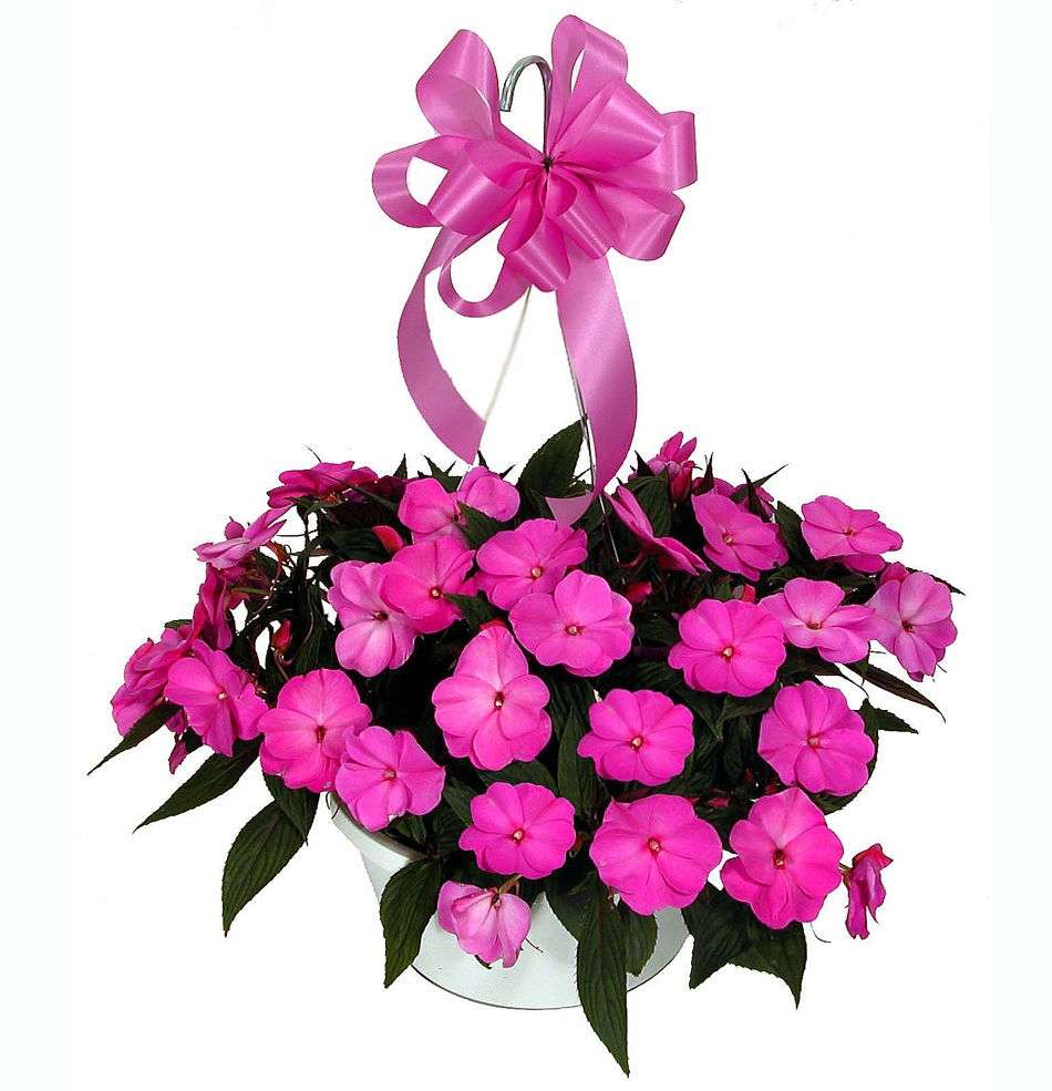 ARIEL POTOMAC FLORIST & GIFT BASKETS | 9440 Newbridge Dr, Potomac, MD 20854 | Phone: (240) 207-3562