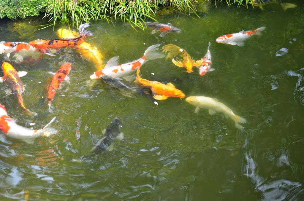 Japanese Tea Garden | San Francisco, CA 94118, USA