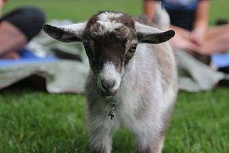 Goat Joy | 22114 Ritter Ln, Harbeson, DE 19951, USA | Phone: (302) 542-1062