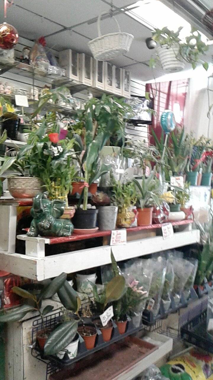 Lucys Flower Shop | 2655 Jerome Ave, The Bronx, NY 10468, USA | Phone: (718) 933-9403