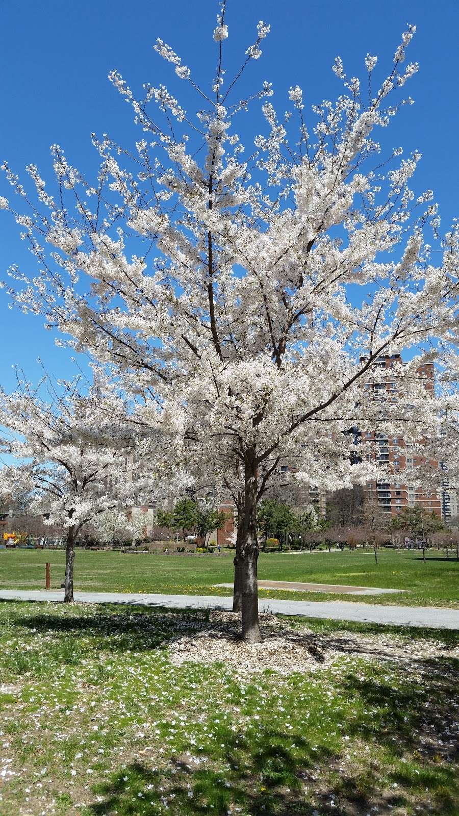 Co-op City Greenway | The Bronx, NY 10475, USA