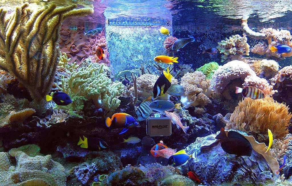 Austins Fish Tank Cleaning | 411 N Rogers St, Independence, MO 64050 | Phone: (816) 517-0312