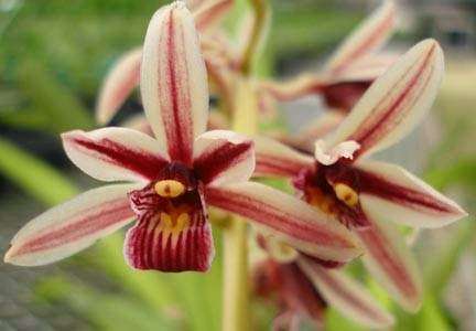 E.F.G. Orchids inc. | 4265 Marsh Rd, DeLand, FL 32724, USA | Phone: (386) 738-8600