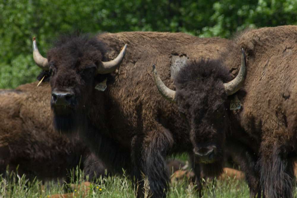 Virginia Bison Company at Cibola Farms | 10075 Stone Bridge Rd, Culpeper, VA 22701, USA | Phone: (540) 212-9455