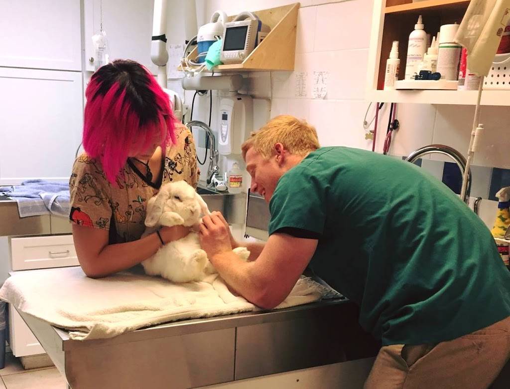 lincoln ave veterinary clinic