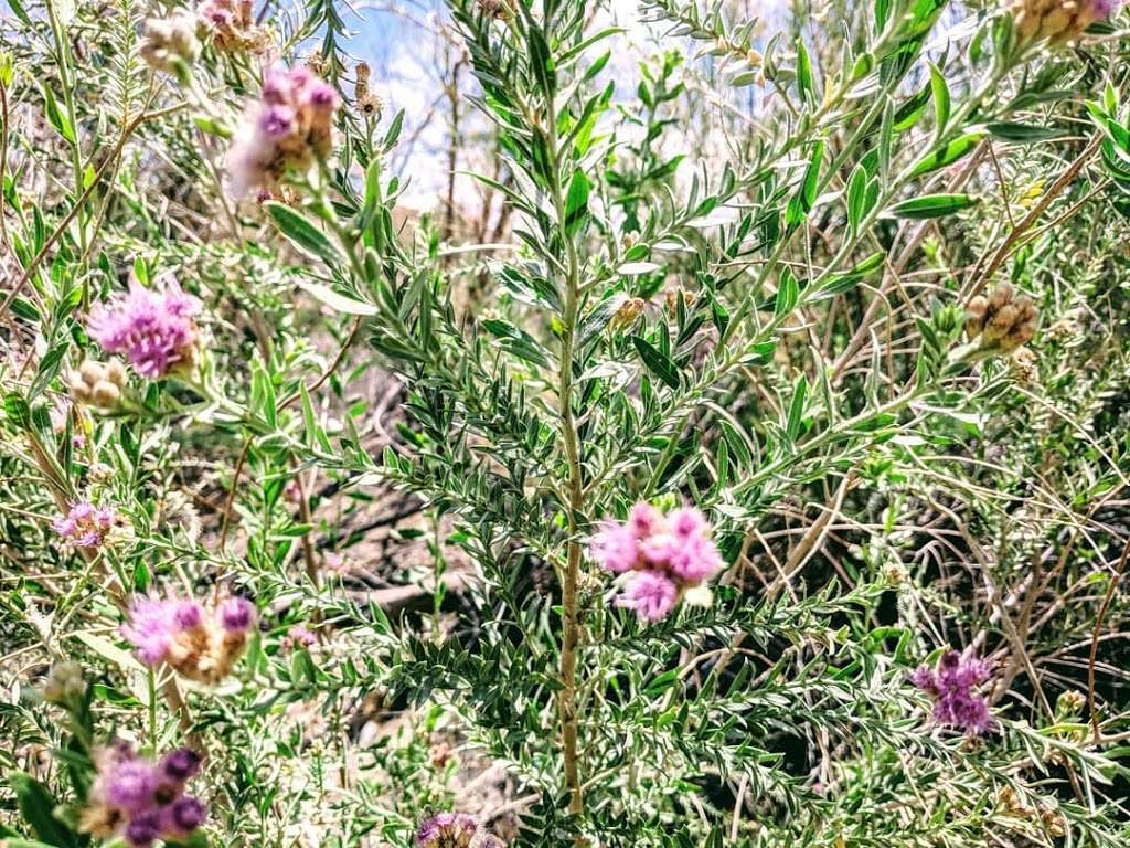 Shoreline Trailhead | Shoreline Trail, Boulder City, NV 89005, USA