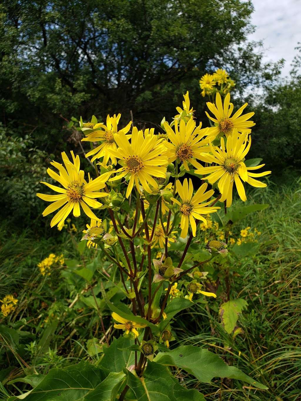 Tuttle Clarkson Natural Area | 100-114 E Grove St, Poplar Grove, IL 61065, USA