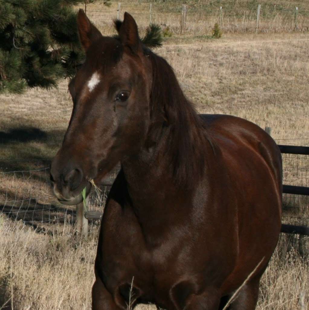 Steady Strides Equine Assisted Therapy Colorado | 1345 Starling Ln, Elizabeth, CO 80107, USA | Phone: (720) 460-0651