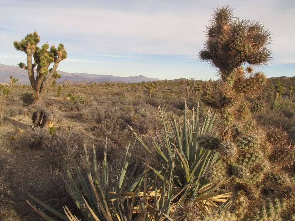 Lee Canyon Narrows | Las Vegas, NV 89166