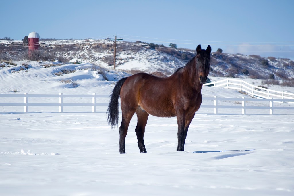 Promise Ranch Therapeutic Riding Center | 6230 CO-86, Franktown, CO 80116, USA | Phone: (303) 817-6531