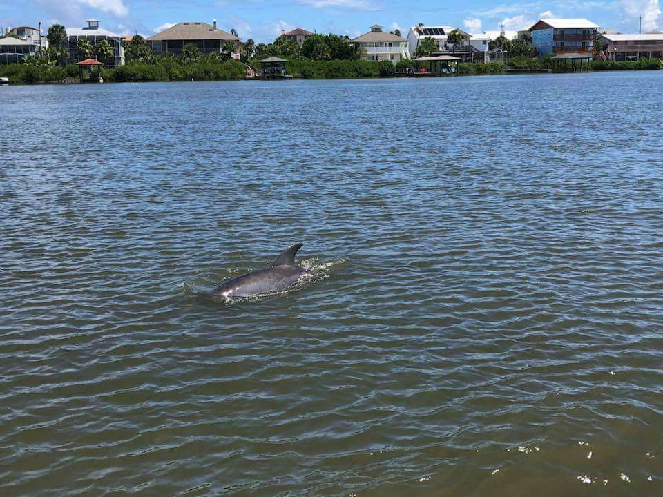 Turtle Mound River Tours | 859 Pompano Ave, New Smyrna Beach, FL 32169, USA | Phone: (386) 957-1207