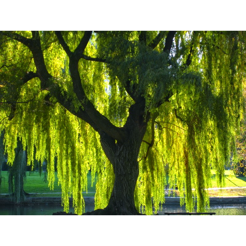 Wind in the Willows Acupuncture | 42 Wabash St, Pittsburgh, PA 15220, USA | Phone: (412) 458-1226