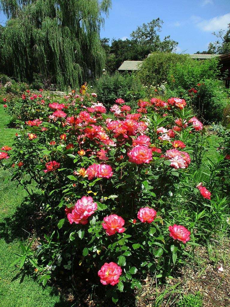 Rose Garden | Unnamed Road, La Cañada Flintridge, CA 91011 | Phone: (818) 949-4200
