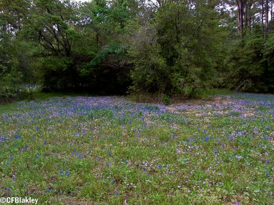 LTNS (Little Thicket Nature Sanctuary) | Cleveland, TX 77328