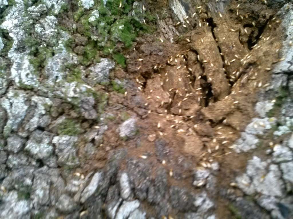 Taylor & Turner Pest Termite | 2520 N Dixie Hwy # B, Wilton Manors, FL 33305, USA | Phone: (954) 630-2627