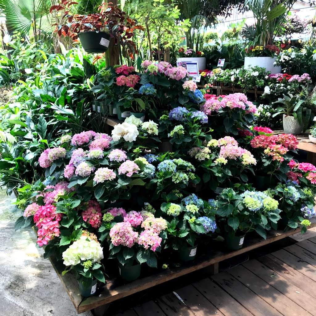 Johnny Mangos Garden Center | 2708 N Federal Hwy, Delray Beach, FL 33483, USA | Phone: (561) 276-4424