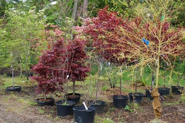 Hammetts Landscaping & Garden Center | 425 S Main St, Forked River, NJ 08731, USA | Phone: (609) 971-0453