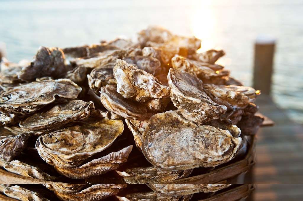 Hoopers Island Oyster Co. | 837 Chesapeake Dr Unit B, Cambridge, MD 21613, USA | Phone: (410) 397-3664