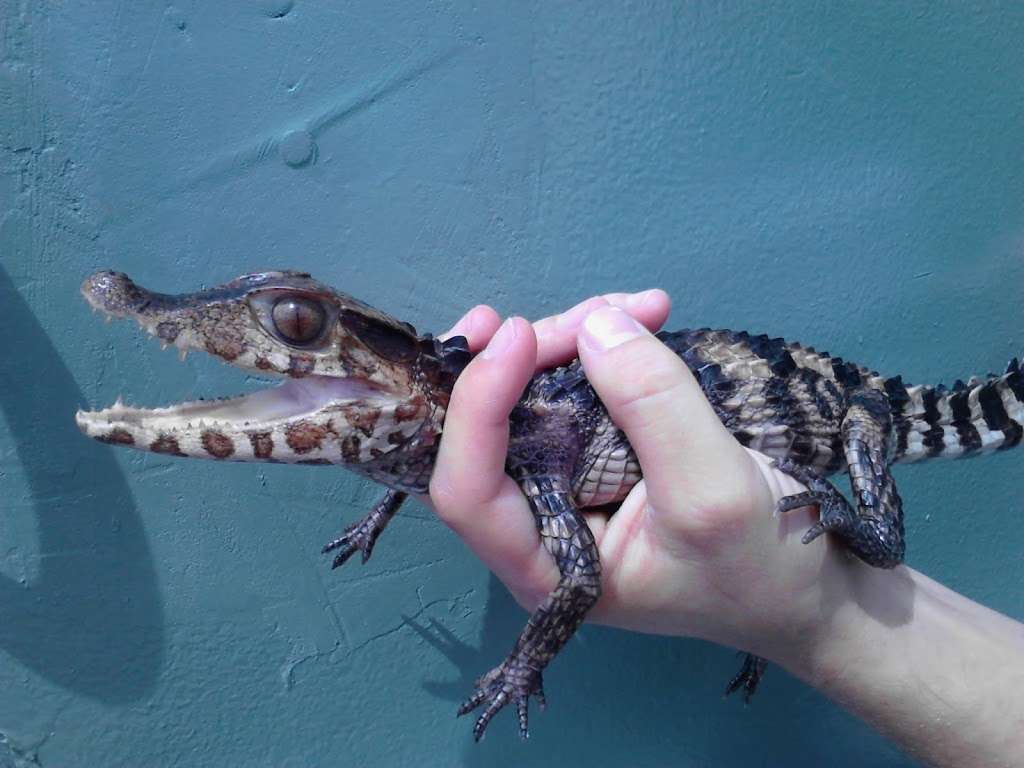 Bay Area Exotic Pets | 1124 S Broadway St, La Porte, TX 77571, USA | Phone: (281) 470-8959