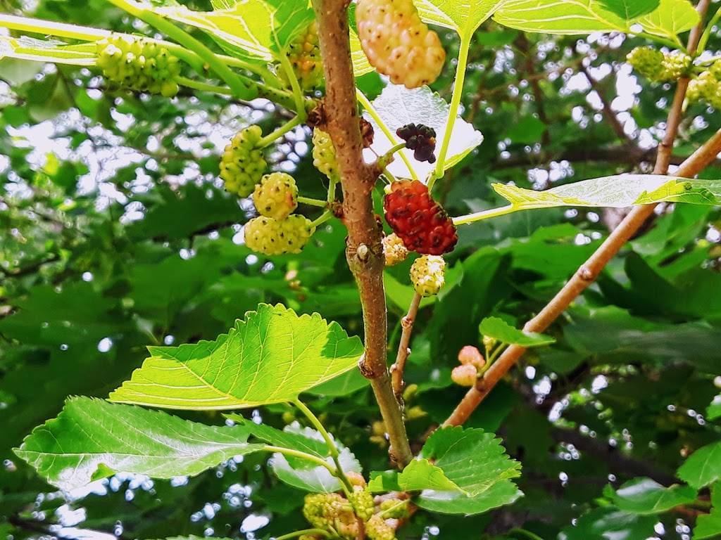 Winthrop Street Community Garden | 213 Winthrop St, Medford, MA 02155, USA | Phone: (617) 256-5652