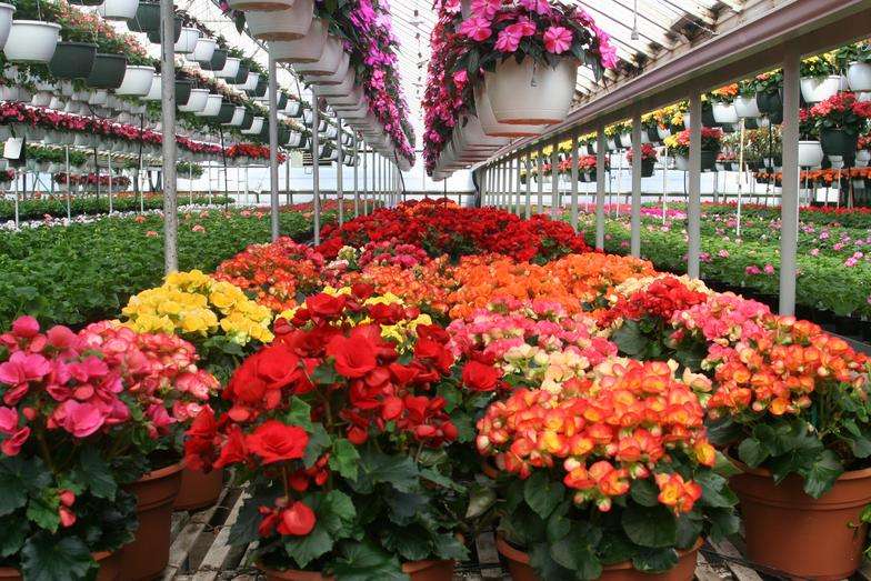 Benoit Greenhouses | 568 N 2750E Road, Kankakee, IL 60901, USA | Phone: (815) 939-1992