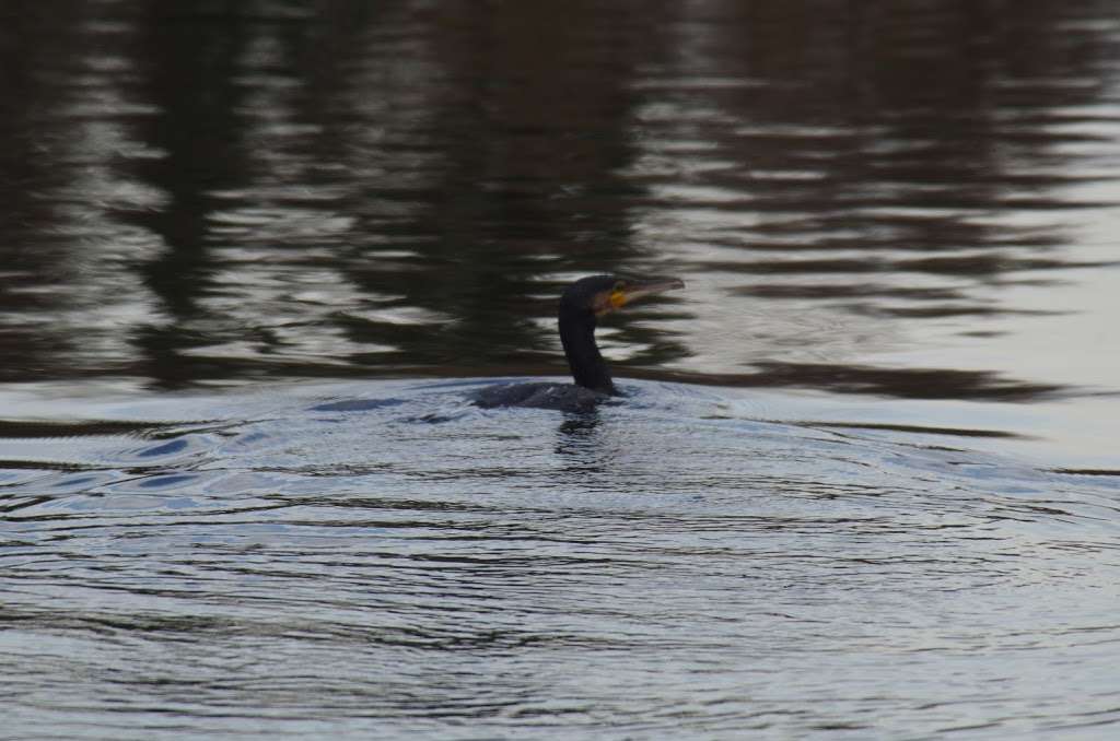 Bay Pond, Surrey Wildlife Trust | Little Place Farm, Godstone RH9 8LT, UK | Phone: 01372 379509