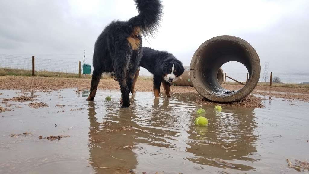 First Creek Dog Park | 10100 Havana St, Henderson, CO 80640 | Phone: (303) 289-3760