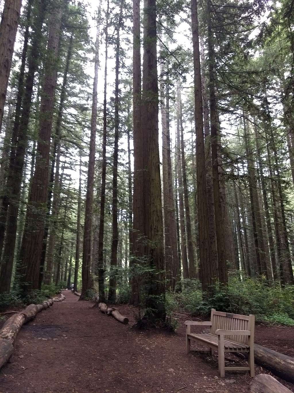 Redwood Glen Trailhead | Big Trees Trail, Oakland, CA 94611