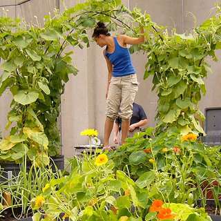 Culver City Community Gardens | 10866 Culver Blvd, Culver City, CA 90230, USA