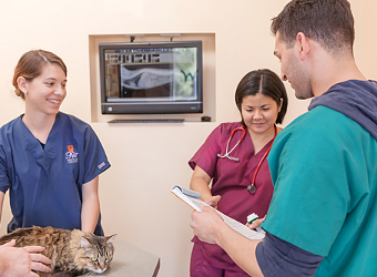 West Hills Veterinary Clinic | 23233 Saticoy St #101, West Hills, CA 91304, USA | Phone: (818) 592-6101